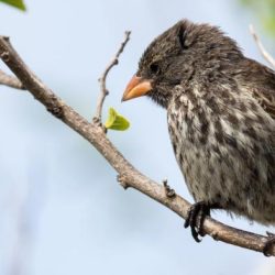 Galapagos finches darwin hereditary suggest frightened fear answer 1438 hkt 2238 gmt