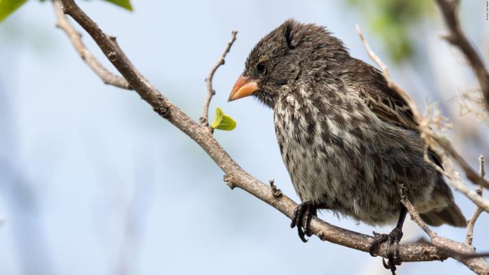 Galapagos finches darwin hereditary suggest frightened fear answer 1438 hkt 2238 gmt