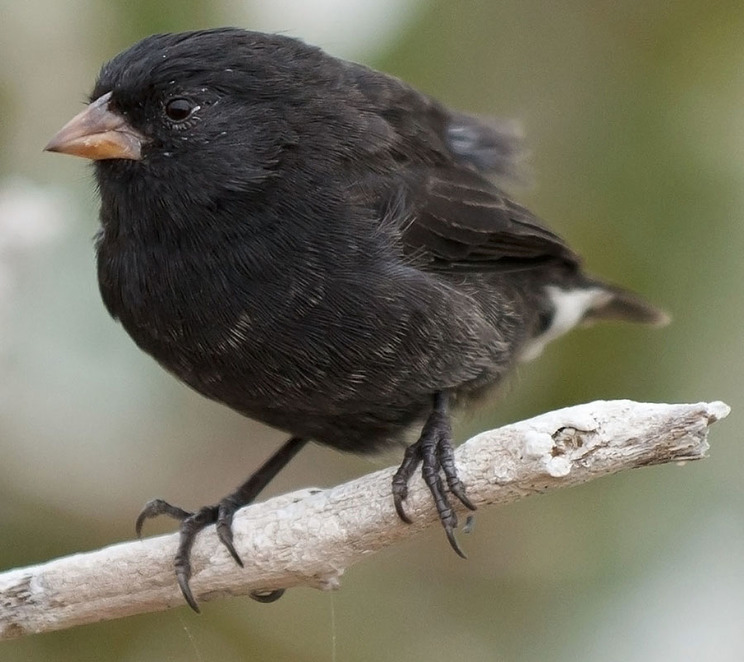 Galapagos finches evolved partly due to