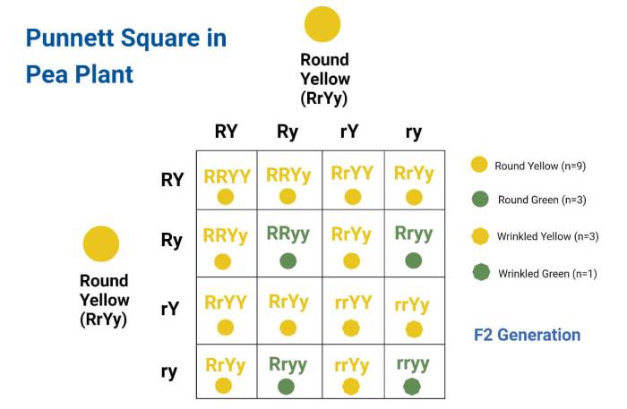 Pea plant punnett square worksheet answers