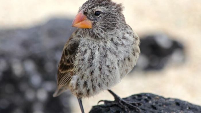 Finches galapagos islands darwin scientists combat maggots killer help cbc introduced unknowingly suffered declines population parasitic species several fly ca