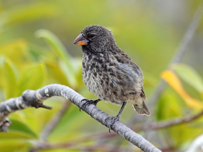 Galapagos finches evolved partly due to