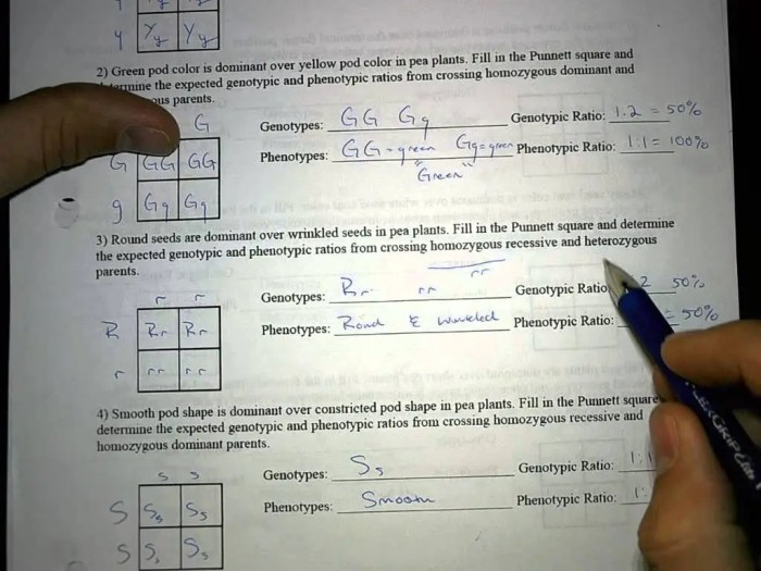 Pea plant punnett square worksheet answers