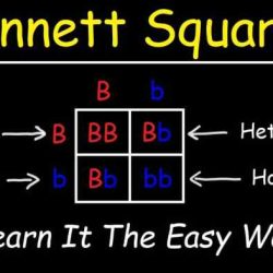 Pea plant punnett square worksheet answers