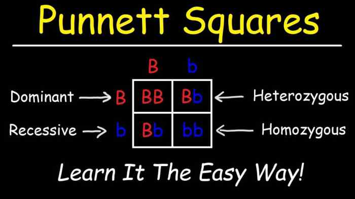 Pea plant punnett square worksheet answers