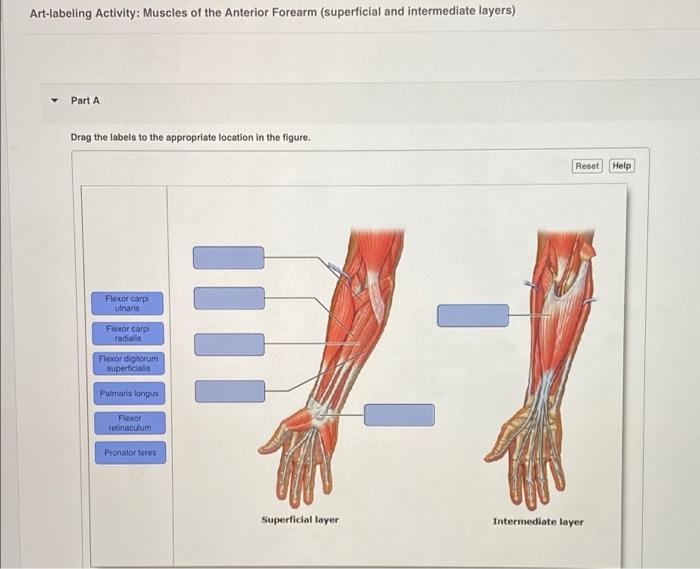 Muscles labeling drag respective targets labels appropriate rt