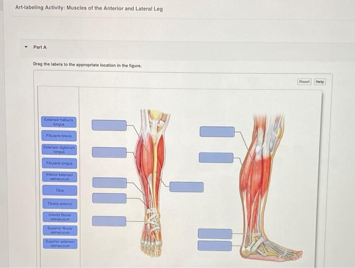 Art-labeling activity anterior muscles of the upper body