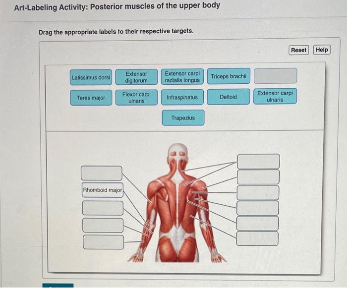 Muscles posterior labeled skeletal muscular biology bio103