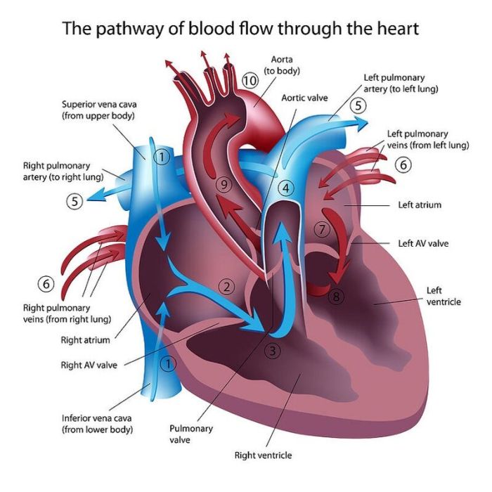 Which structure is highlighted superior vena cava