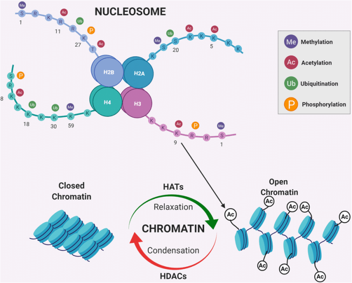 Identify the most accurate term related to chromatin remodeling