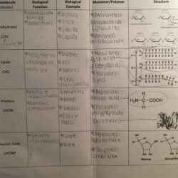 Amoeba sisters video select recap speciation answer key