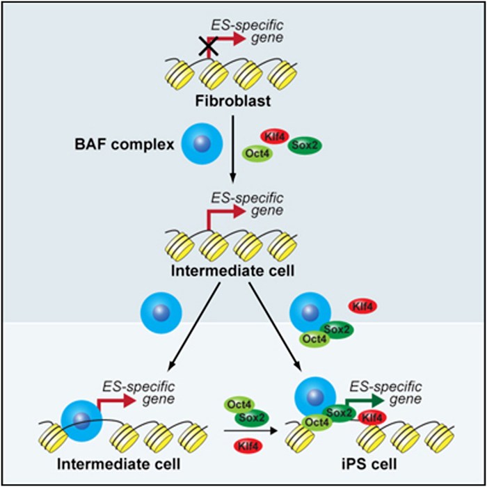 Identify the most accurate term related to chromatin remodeling