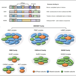 Chromatin cardiovascular physiology