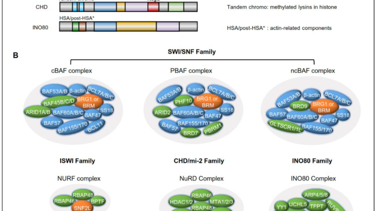 Chromatin cardiovascular physiology