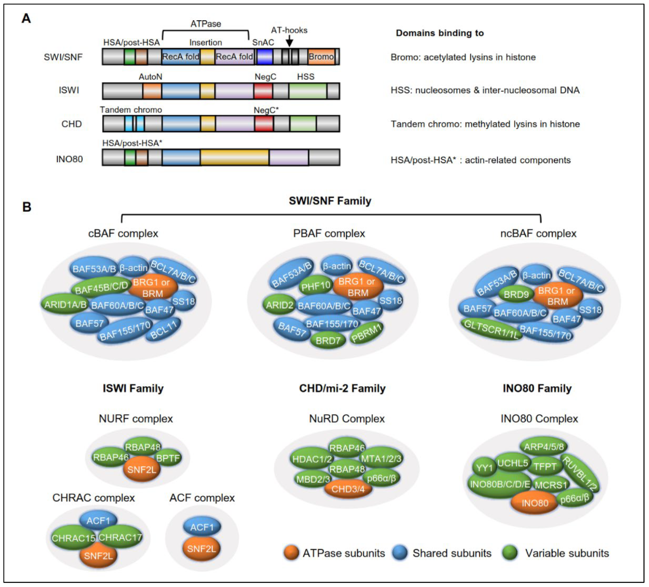 Chromatin cardiovascular physiology