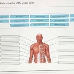 Art-labeling activity anterior muscles of the upper body