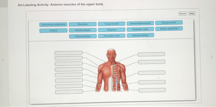 Art-labeling activity anterior muscles of the upper body