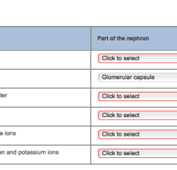 Match the parts of the nephron with their functions